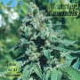 Auto AK 47 Feminised Monster Cannabis